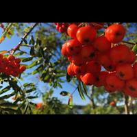 Berries on a Tree photo