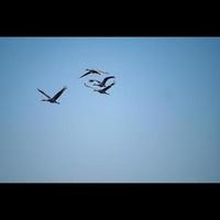 Sandhill Cranes Flying photo