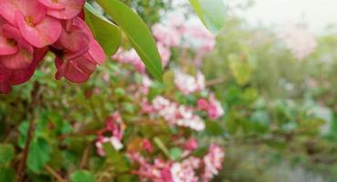 Flowers of Begonia Illumination Apricot, pink ever blooming begonia photo