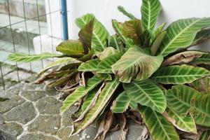 Exotic Goeppertia Bella plant with multicolored silver and green stripe pattern on leaves photo