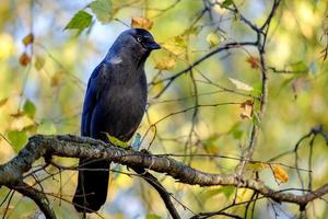 jackdaw on the tree, Corvus monedula photo