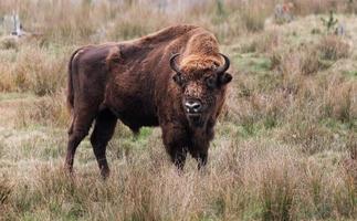 The European bison or zubr, Bison bonasus photo