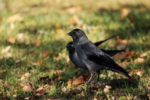 The western jackdaw in the park photo