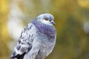 Portrait of a pigeon, dove close-up
