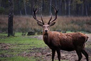 Red deer in the forest photo