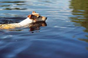 perro, jack russell nadando en el rio foto