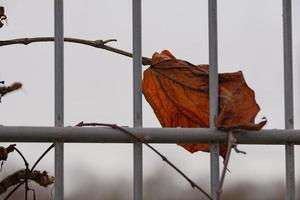 leaf behind a metal fence photo