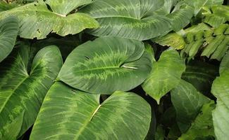 Caladium Lindenii leaves seen thriving in a tropical climate, top view. photo