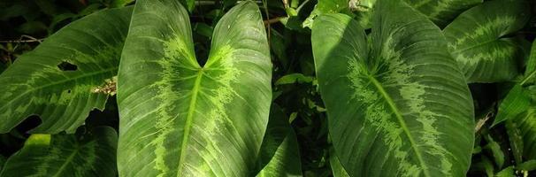 Caladium Lindenii thrives in natural light photo