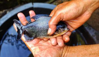 Ikan bawal. Man holding Parastromateus niger or black pomfret which has just been taken from the fish pond, ready to be marketed. photo