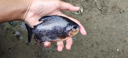 pez palometa. hombre sosteniendo un pez bramidae considerable, listo para ser cocinado. foto