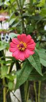 Front view of Zinnia haageana flowers blooming in a garden photo