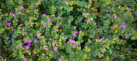 Nature background of beautiful small leaves and small blooming flowers. photo