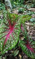 Portrait of Caladium bicolor or ornamental taro leaves with red veins photo
