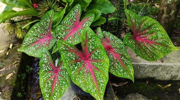Caladium bicolor or ornamental taro leaves with red veins, high view. photo