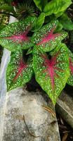 Caladium bicolor or ornamental taro leaves with red veins in park photo