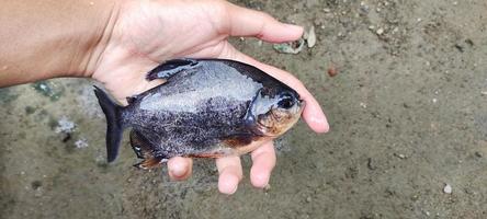 el pez palometa es bastante grande e incluso casi supera la mano de un adulto foto