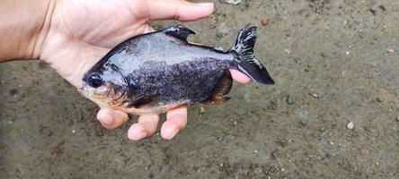 Man holding ikan bawal, top view. photo