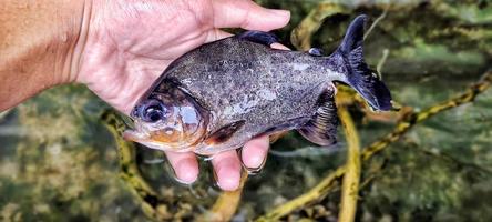 el pez palometa es bastante grande e incluso casi supera la mano de un adulto foto