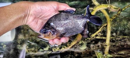 el pez palometa es bastante grande e incluso casi supera la mano de un adulto foto