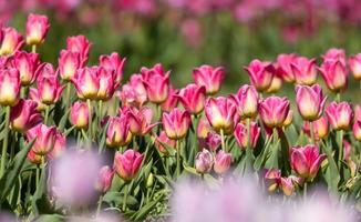 fila de flores de tulipán rosa en la granja en holland, michigan durante la primavera. foto