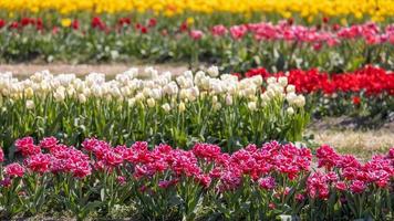 fila de coloridos macizos de flores de tulipanes en holanda michigan durante la primavera, enfoque selectivo.