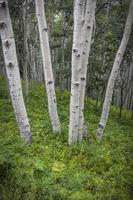 Close up view of Aspen trees in Colorado countryside photo