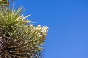 Primer plano de la flor de la planta de yuca contra el cielo azul foto