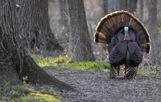 Primer plano de pájaro pavo doméstico en el bosque foto