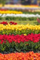fila de coloridas flores de tulipán en el jardín de tulipanes veldheer en holanda, michigan foto