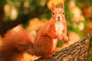 retrato de ardilla roja euroasiática trepando a un árbol y comiendo bellota foto