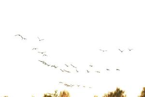 flock of wild geese silhouette on a sunset sky photo