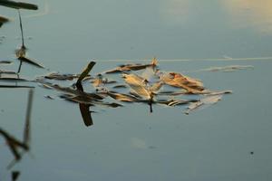 yellow leaf floating on water near the river stream photo