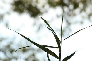 grass and leaves silhouette at sunset near the river photo