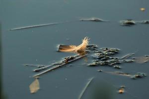 A Feather on the lake at sunset photo