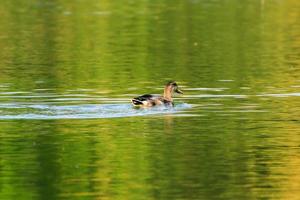 wild ducks on the lake near danube river in Germany photo