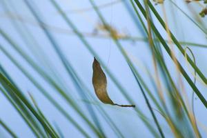 dried brown autumn leaf floating between vegetation photo