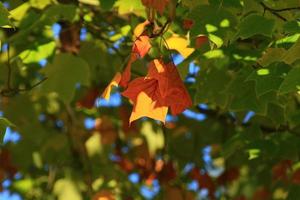 Close up view on some beautiful colorful red maple tree leaves during autumn season photo