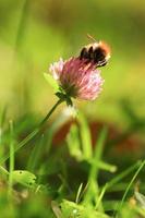 A bumblebee polinating Trifolium pratense, the red clover photo