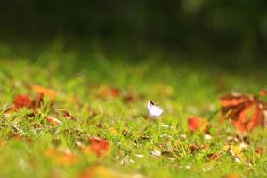 Crocus flower in the park in autumn season photo