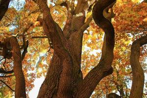 old oak tree branches in autumn season in the park photo