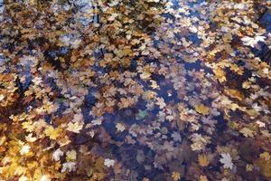 October Atumn Maple Leaf floating on water photo