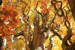 old oak tree branches in autumn season in the park photo