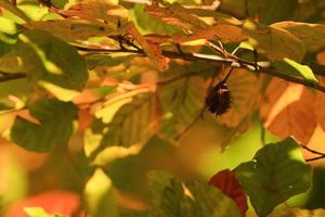 árboles de otoño y hojas con follaje colorido en el parque. foto