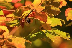 autumn trees and leaves with colorful foliage in the park. photo