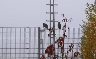 cuervo sentado en la valla en la niebla de la ciudad foto