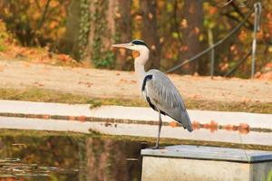 garza gris cerca de un estanque en la temporada de otoño foto