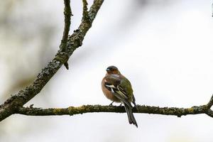 Common chaffinch sits on a tree. Beautiful songbird Common chaffinch in wildlife. The common chaffinch or simply the chaffinch, latin name Fringilla coelebs. photo