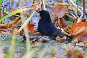 A male blackbird Turdus merula looking for food on the ground photo