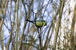 Great Tit Parus major on autumn tree leaves in the park photo